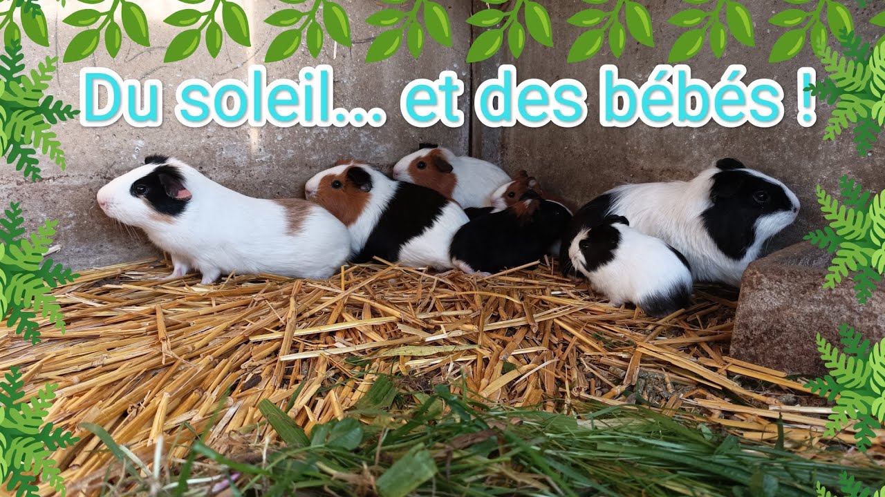 Élevage de cobayes: encore des bébés et des nouvelles de la basse-cour 😉👍