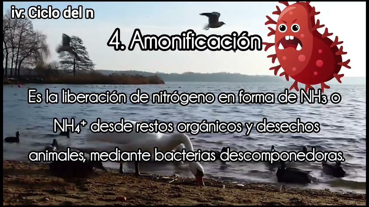 Ciclos Biogeoquímicos — Lengua y Literatura, Química. III° Medio — Córdova y Martínez