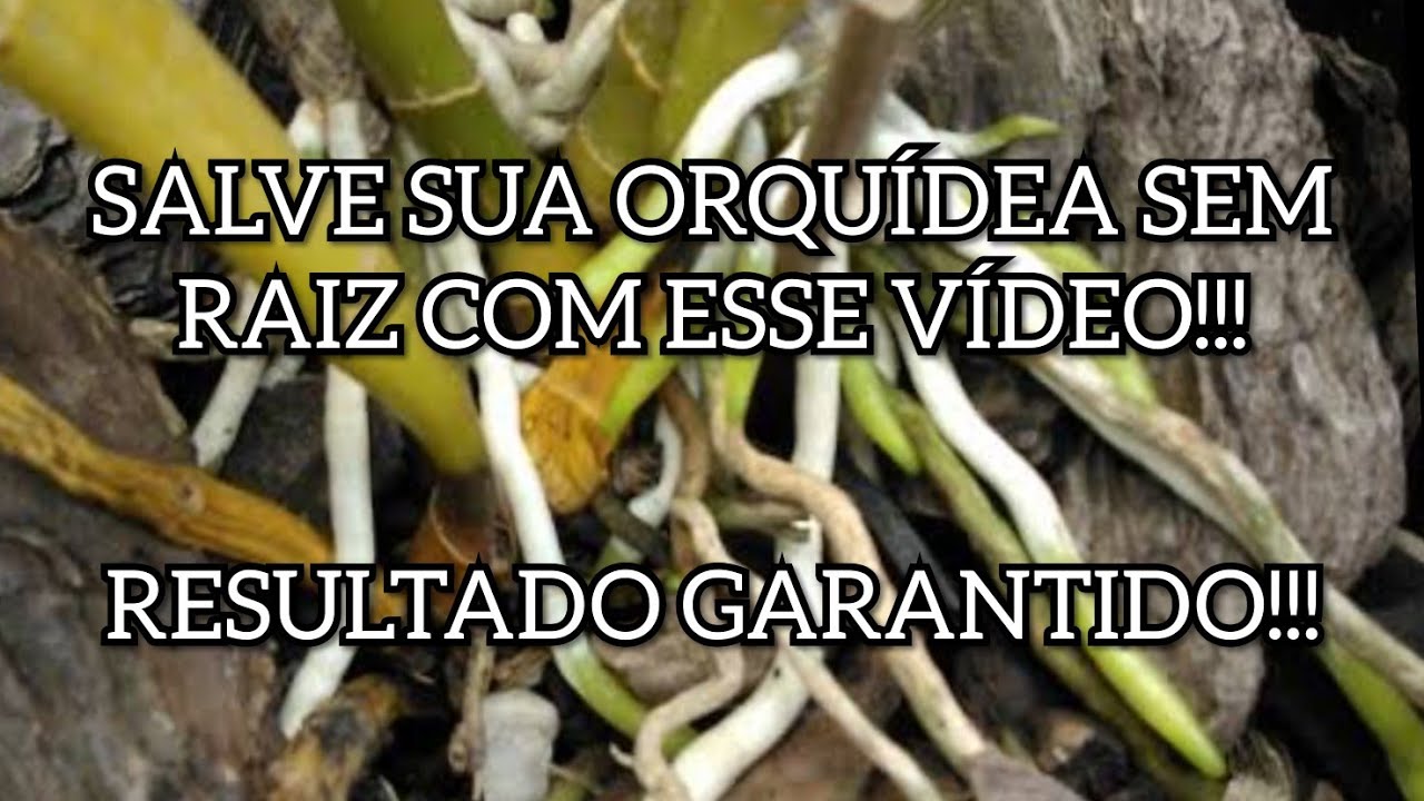 COM ISSO SUAS ORQUÍDEAS VÃO ENRAIZAR!!!