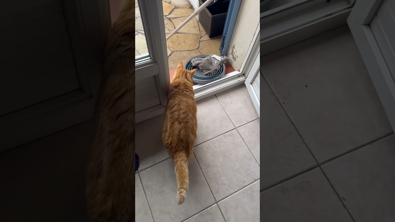 Le chat courageux