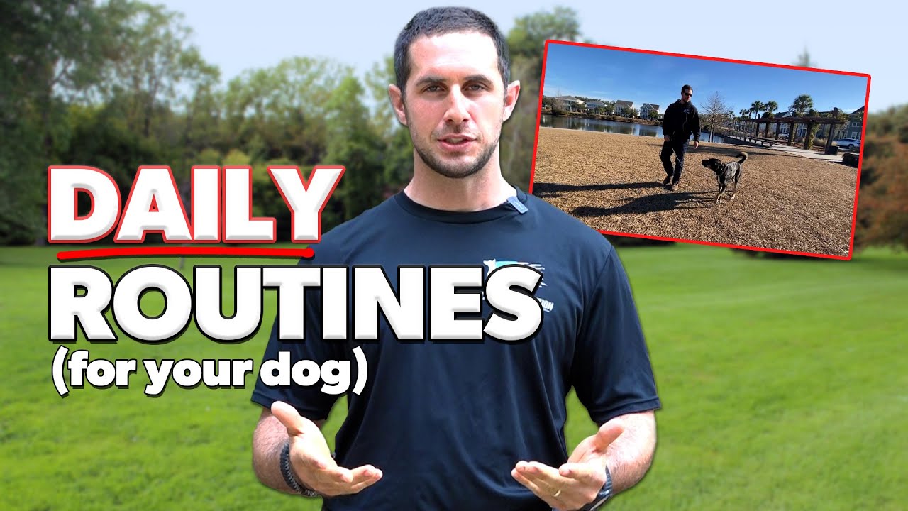Daily Routines You Can Do with Your Dog