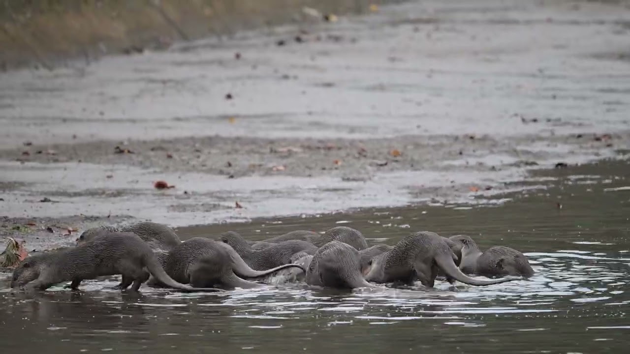 Otters at Simpang Kiri Canal, Feb 15, 2026