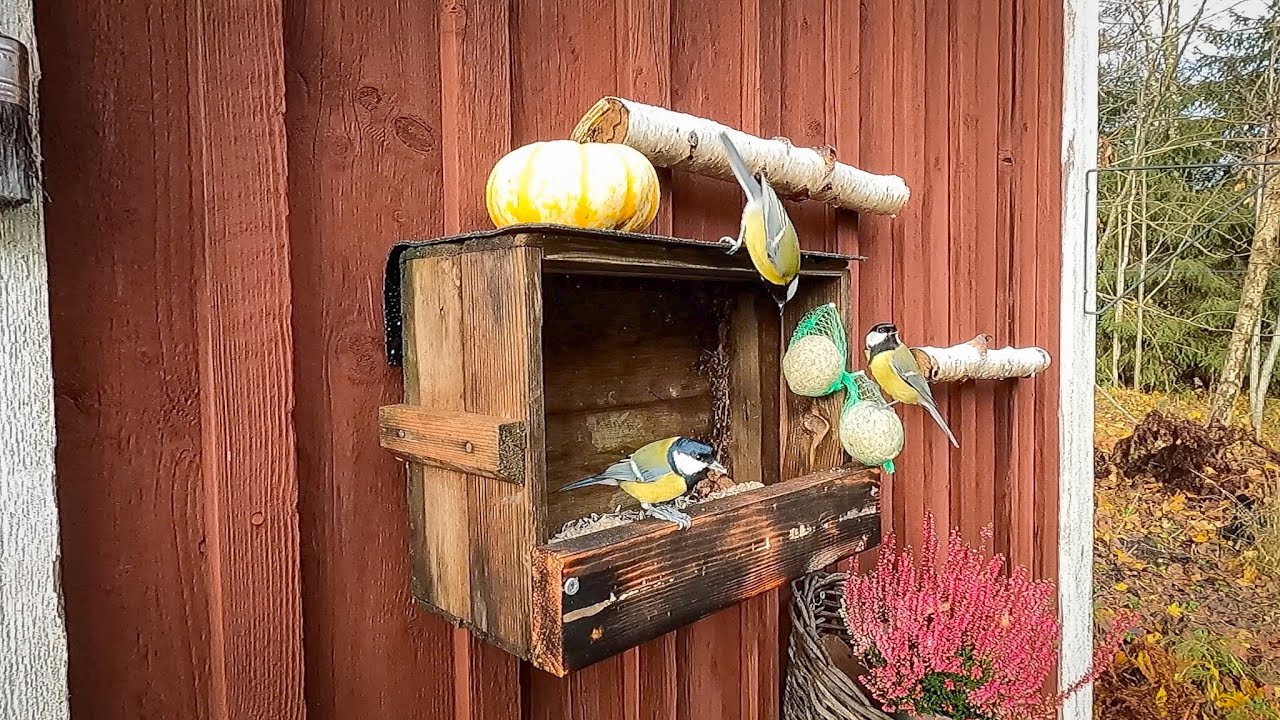 Birdwatching meditation. Birdfeeder.