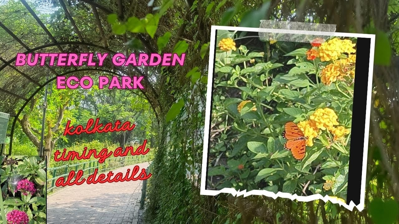 Butterfly Garden  - Eco Park - Kolkata - Tour - Shreya