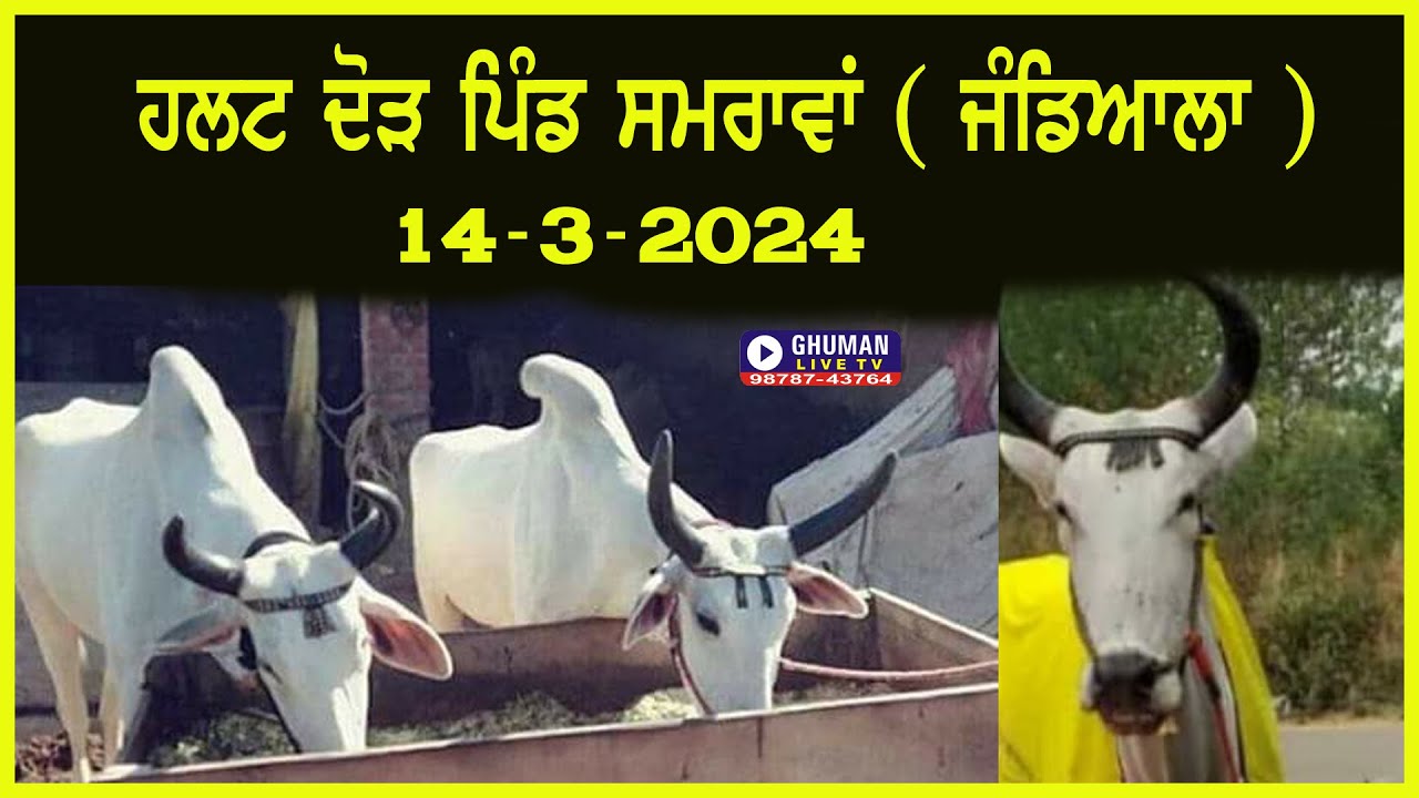 ਹਲਟ ਦੌੜ // ਪਿੰਡ ਸਮਰਾਵਾਂ // ਜੰਡਿਆਲਾ // 14-3-2024