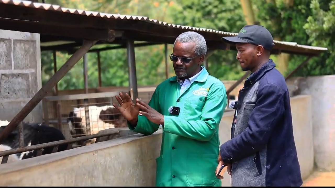 From shama holdings farm... See how we manage calves from 3 months to 6 months.....