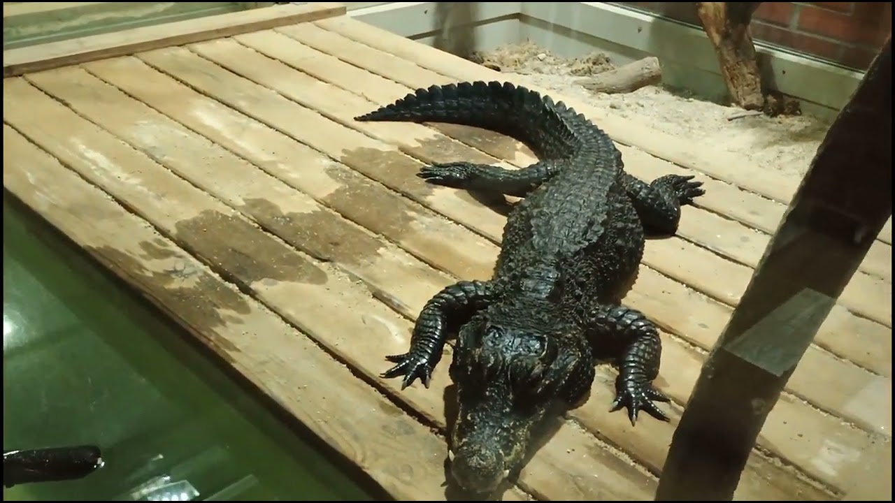 ČR 🇨🇿 - Krokodýlí ZOO Protivín.