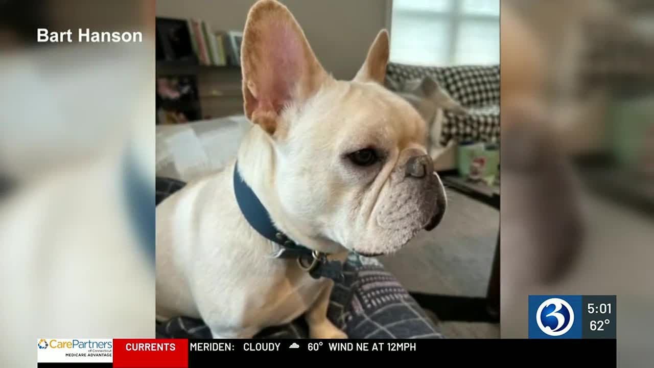CT woman accused of abusing dogs as part of training service