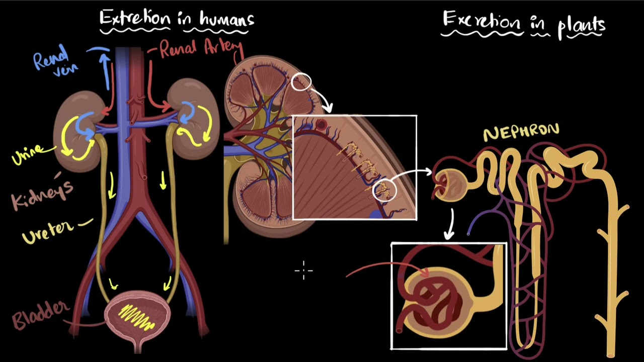 Выделение у человека и растений | Жизненные процессы | Биология для 10 класса | Академия Хана