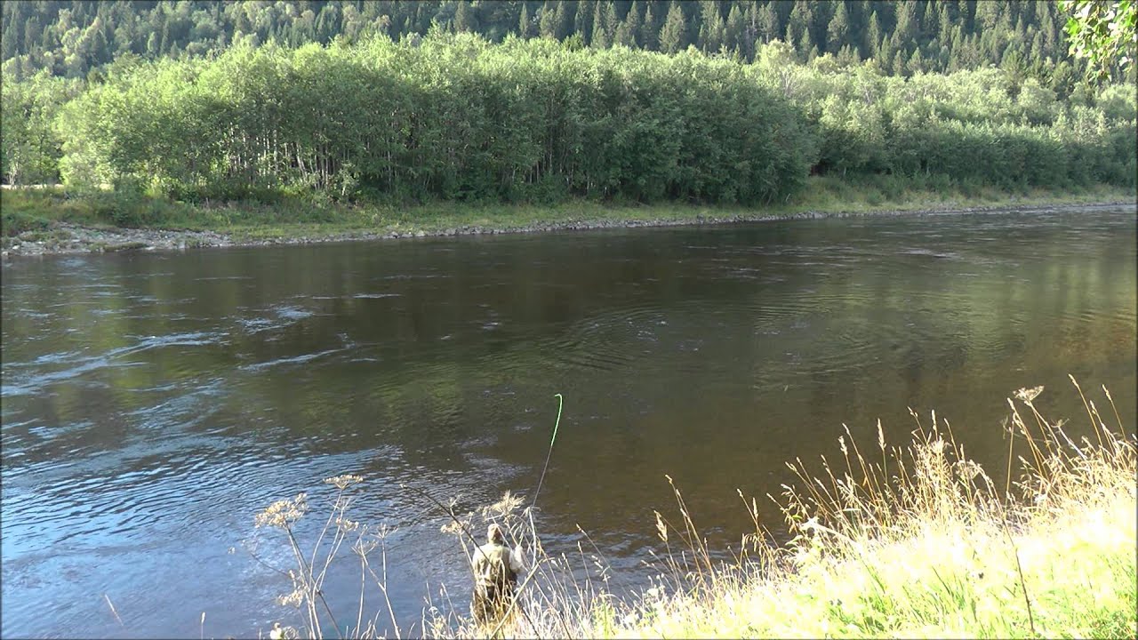 The largest Gaula Salmon 2014 caught on fly - take, fight, landing and release by Manfred Raguse