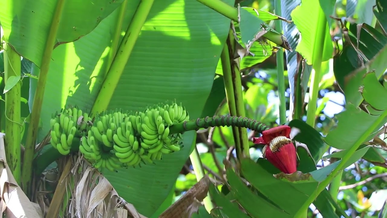 Video Inspiracional Para Museo Afroantillano De Panam&aacute;