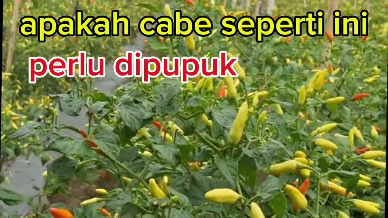 Pemupukan cabe di masa panen,apa2 yg digunakan,simak fidio nya
