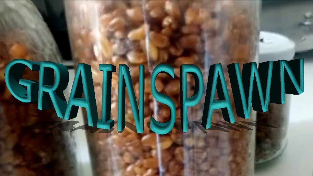 HACER MICELIO EN GRANO, TRAS 24h A REMOJO🍄 EN CASA🏡
