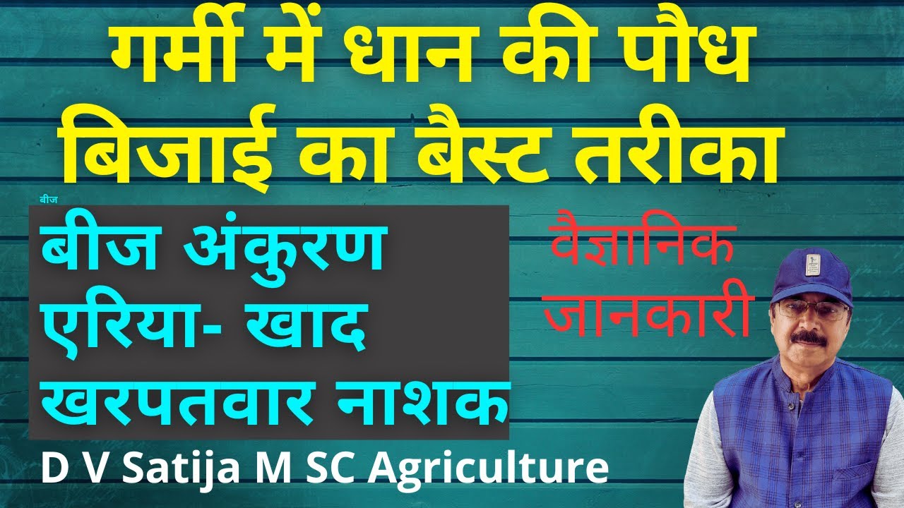 Garmi me dhan ki nursery | Dhan ki nursery sowing | paddy nursery |