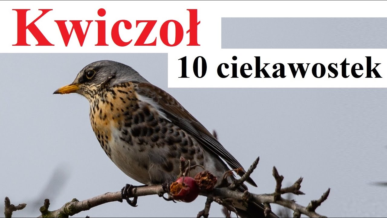 Kwiczoł - 10 ciekawostek