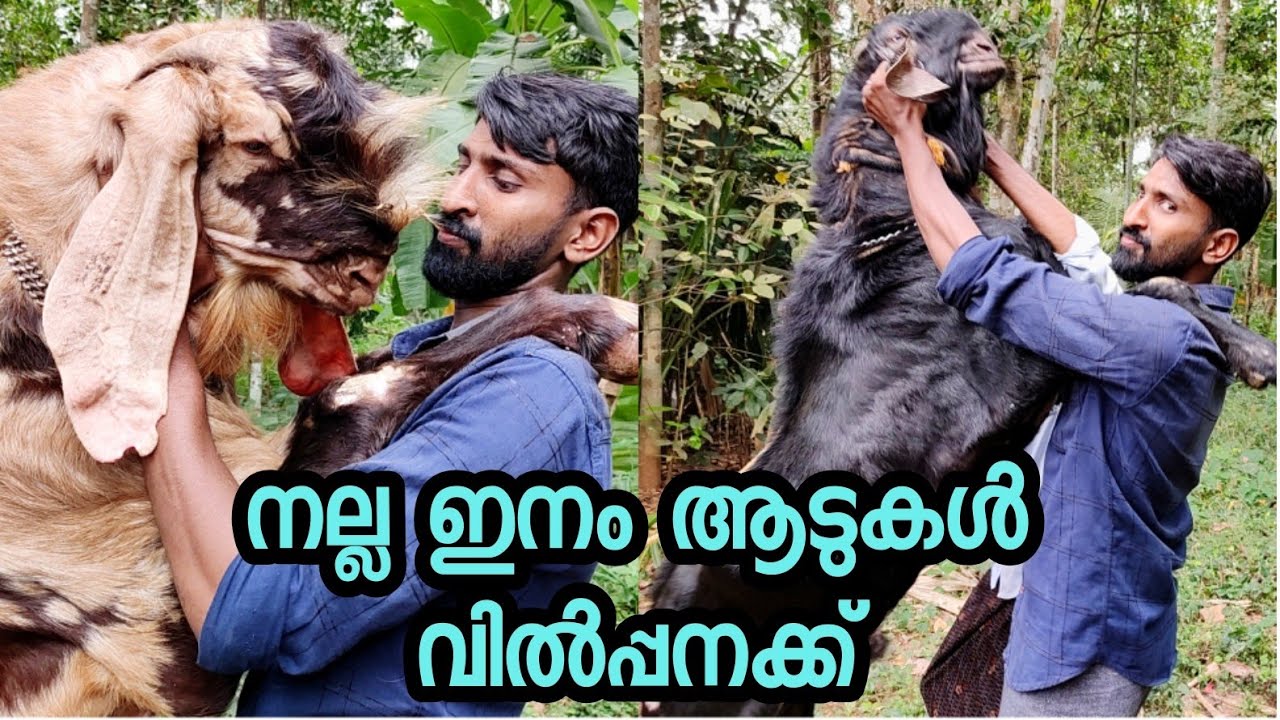 ആട് ഫാം തുടങ്ങുന്നവർക്ക്‌ നല്ല ഇനം ബീറ്റൽ,സിരോഹി,കരോളി  ഇവ എല്ലാം ലഭിക്കുന്നതിനായി Nazim goat farm