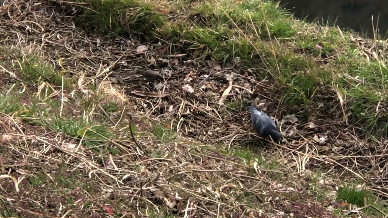White-cheeked #Starling #Pigeon 14th February 2026 at around 14:00 #ムクドリ #ハト