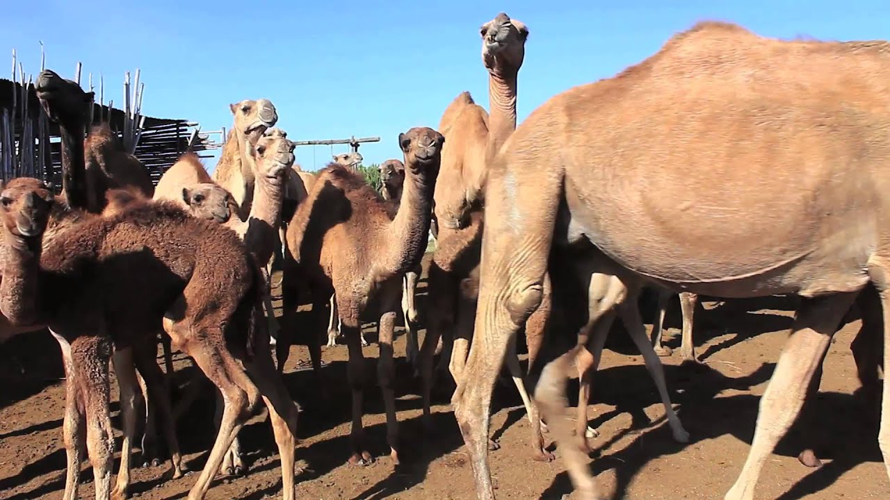 CAMEL MILK PRODUCTION AT PRODUCER LEVEL