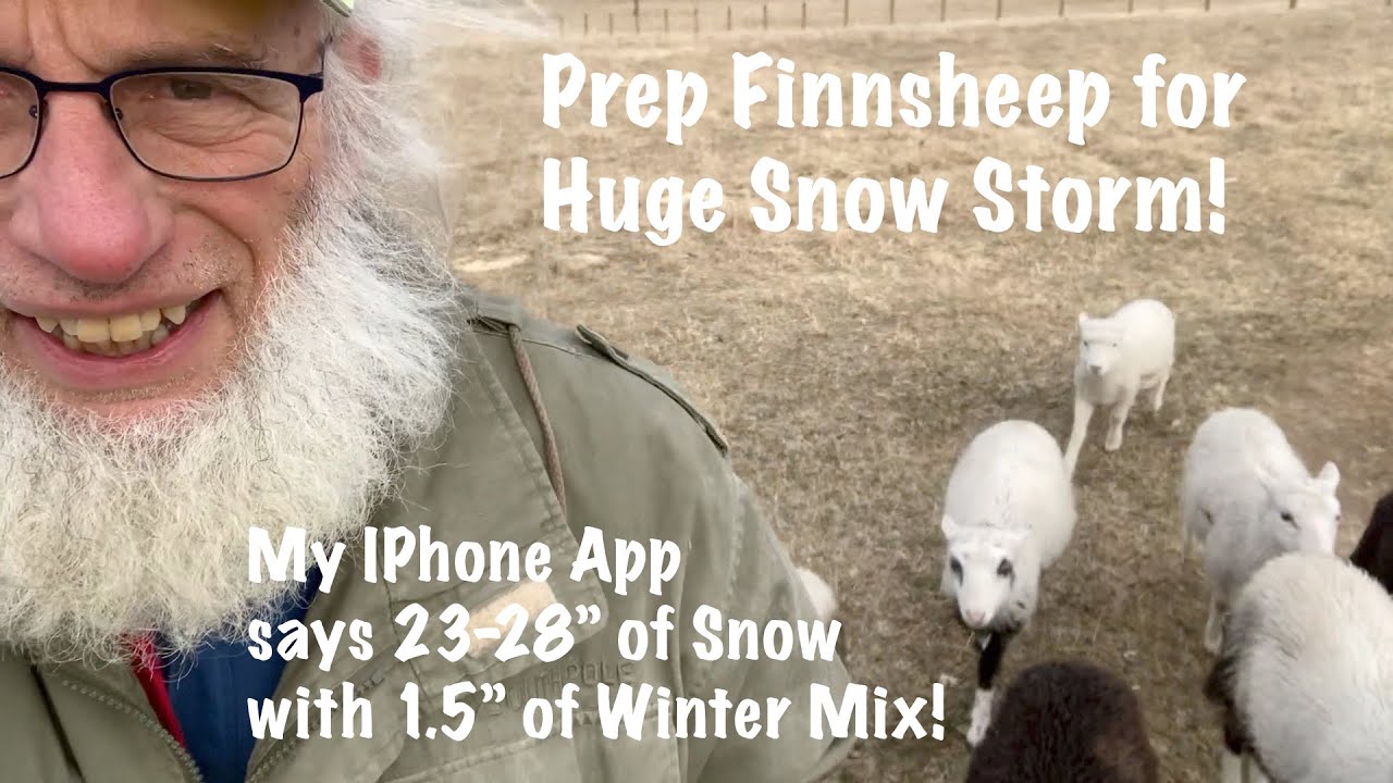 Prep My Finn Sheep for Big Snow Coming