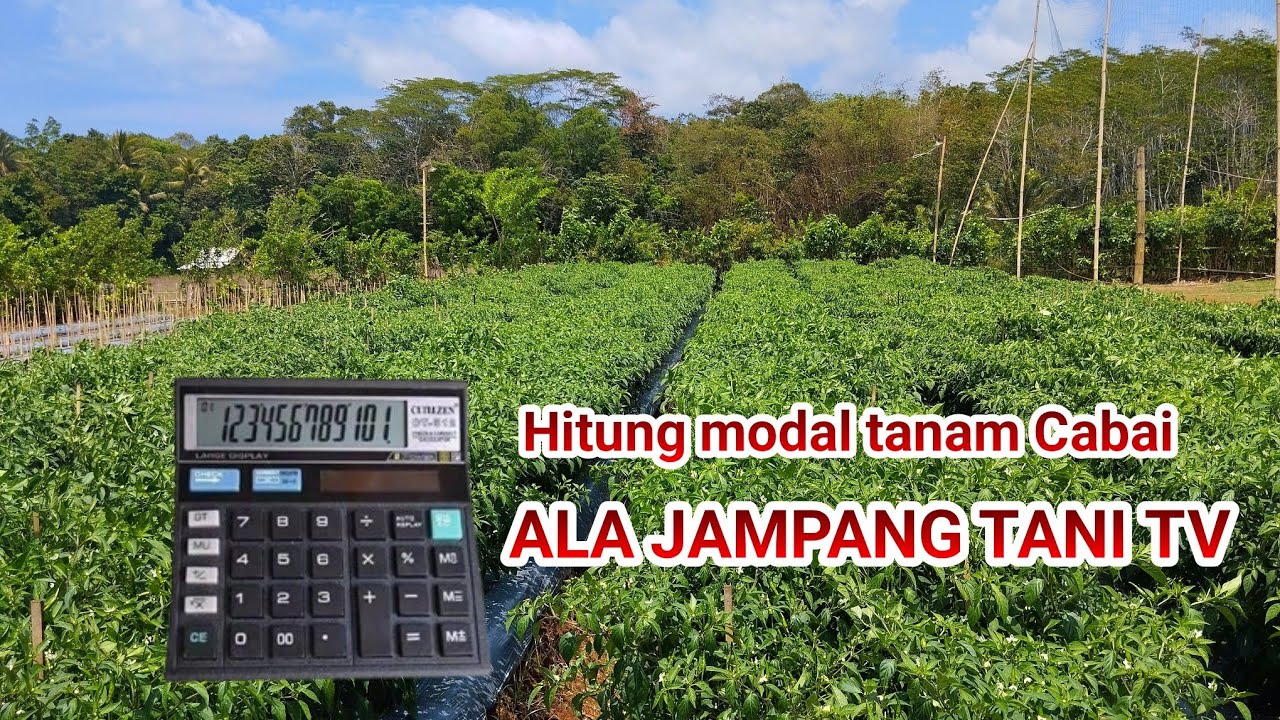HITUNG MODAL TANAM CABAI ALA JAMPANG TANI TV.., MUDAH, MURAH, CABE TUMBUH SUBUR..!!!