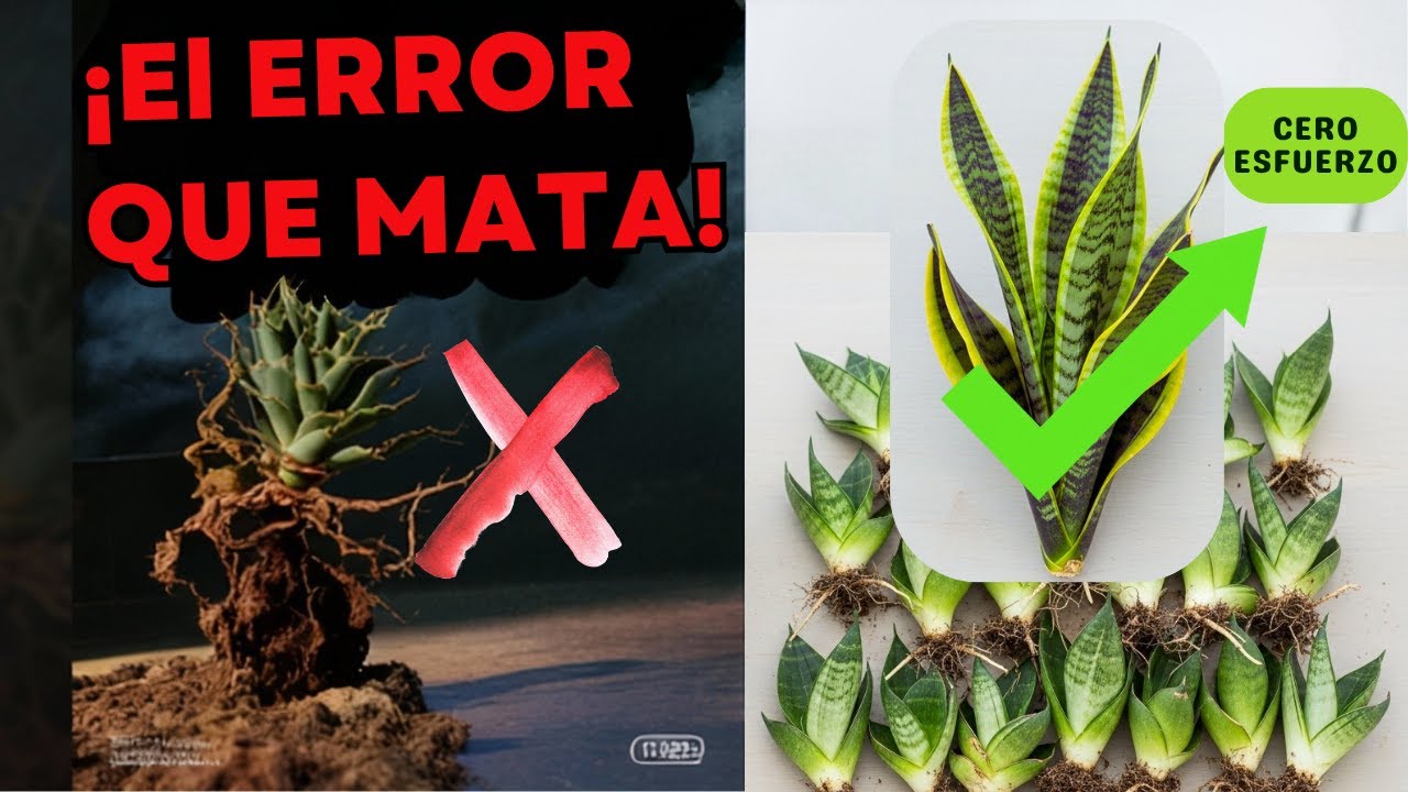 MULTIPLICAR SANSEVIERIA FÁCIL (Fórmula Secreta CERO ESFUERZO)