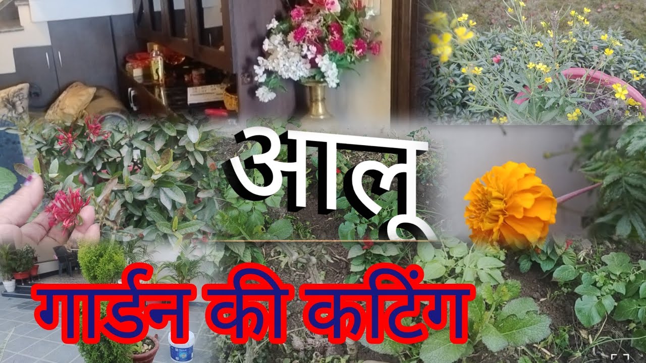 #गार्डन की कटिंग की आज राई हटा दिया# साल्विया लगाया आज youtube vlog 🧿☕☕🙏🙏🤗🤗