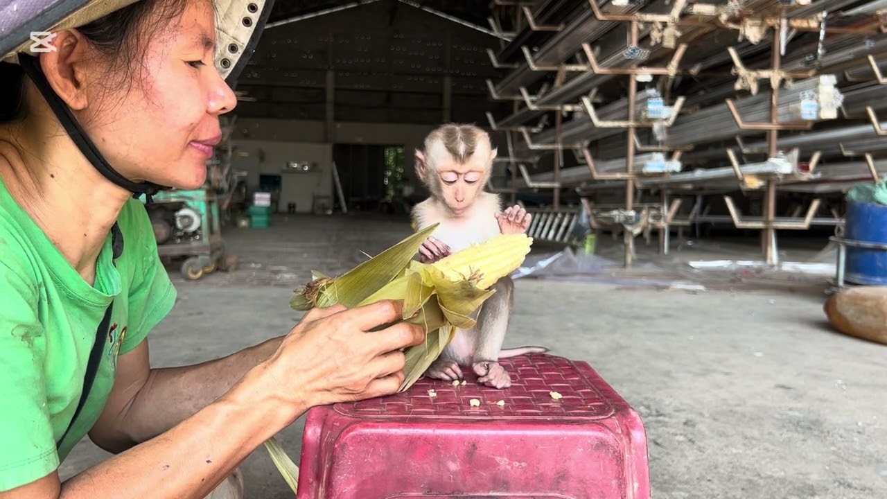 Mommy teaches Mary to eat corn #mary #monkey #animals #asmr