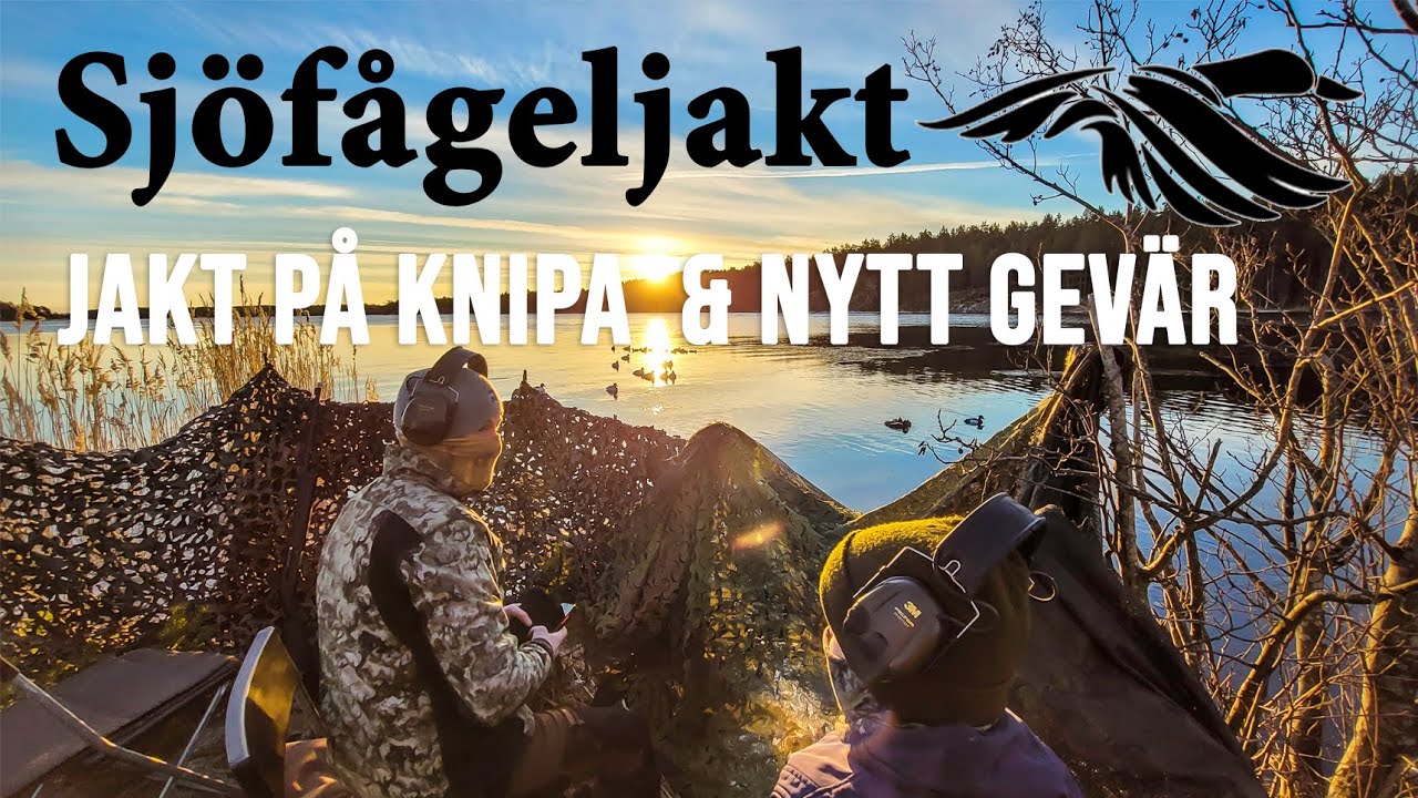 Sjöfågeljakt *Jakt på knipa & Nytt gevär*