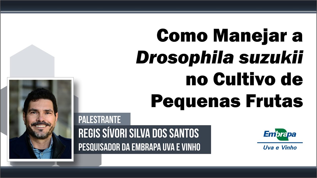 Como Manejar a Drosophila suzukii no Cultivo de Pequenas Frutas