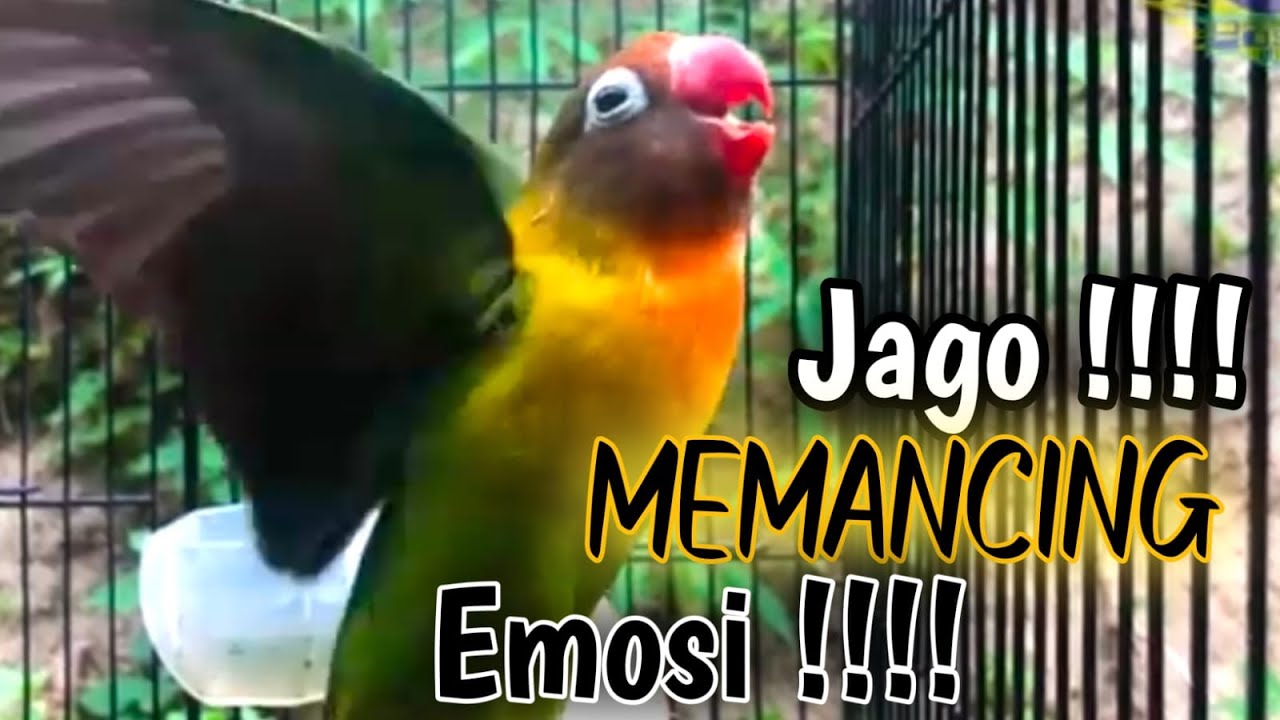 Masteran burung Lovebird,suara burung Lovebird ngekek panjang