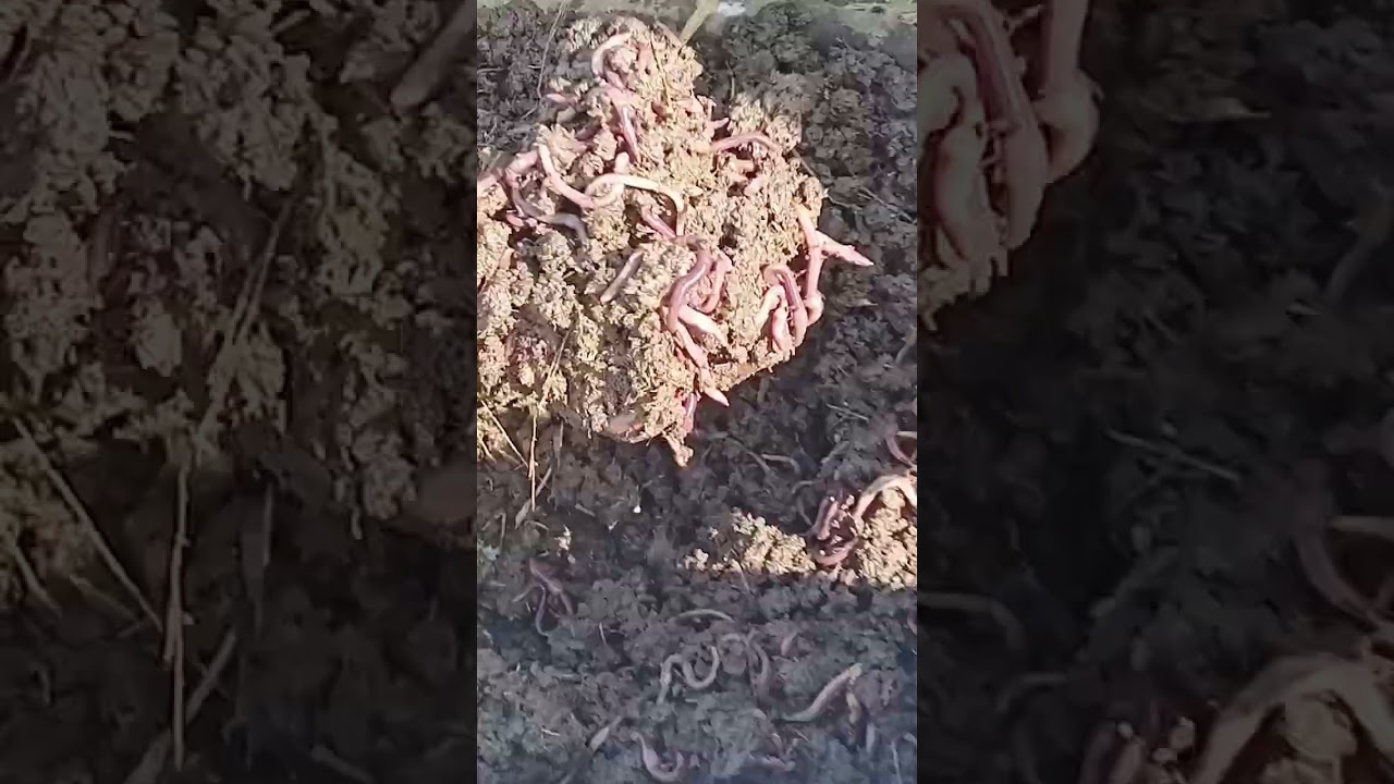 Vermicompost बनाए जैविक खेती को अपनाए ।