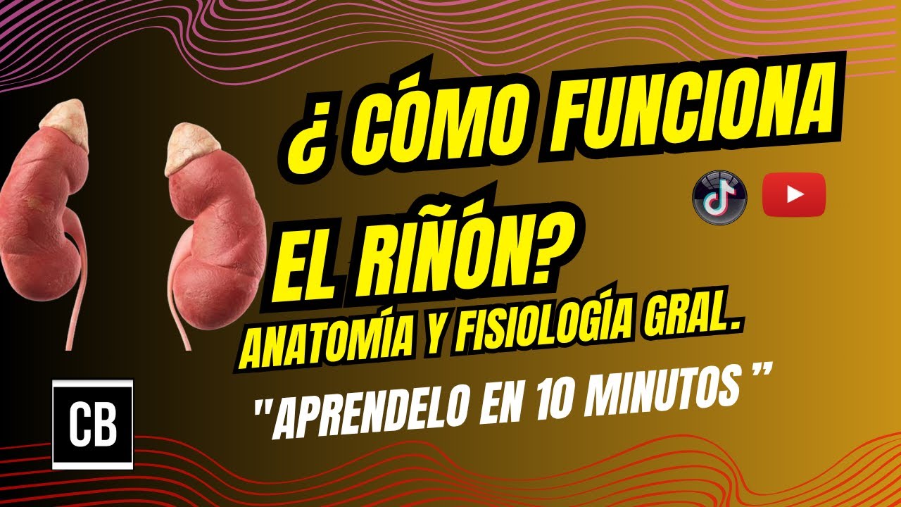 Aprende en 10 min. Morfofunción Renal, Como funciona el riñón, anatomía y fisiología general