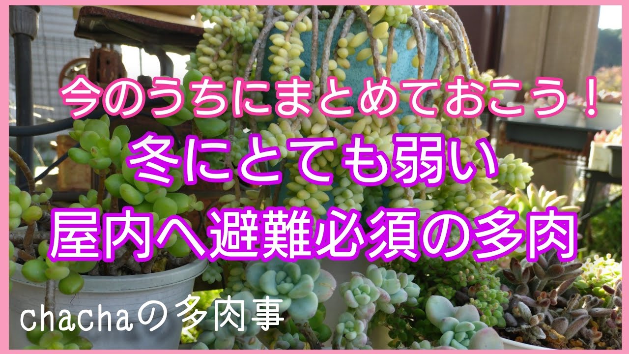 【多肉植物】冬にとても弱い多肉❄️今のうちにまとめておこう🌱