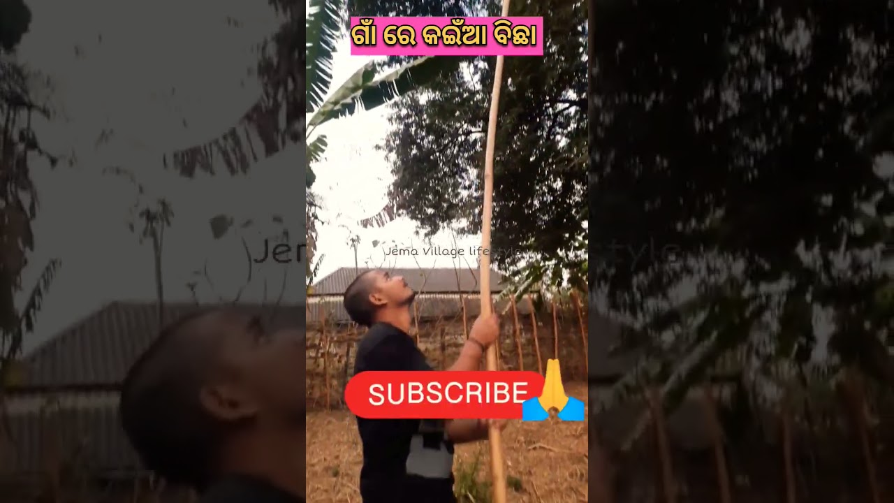 Tamarind 🫔(ତେନ୍ତୁଳି) collection from Live plant #tamarind #villagelife #tree #viral #shorts #short