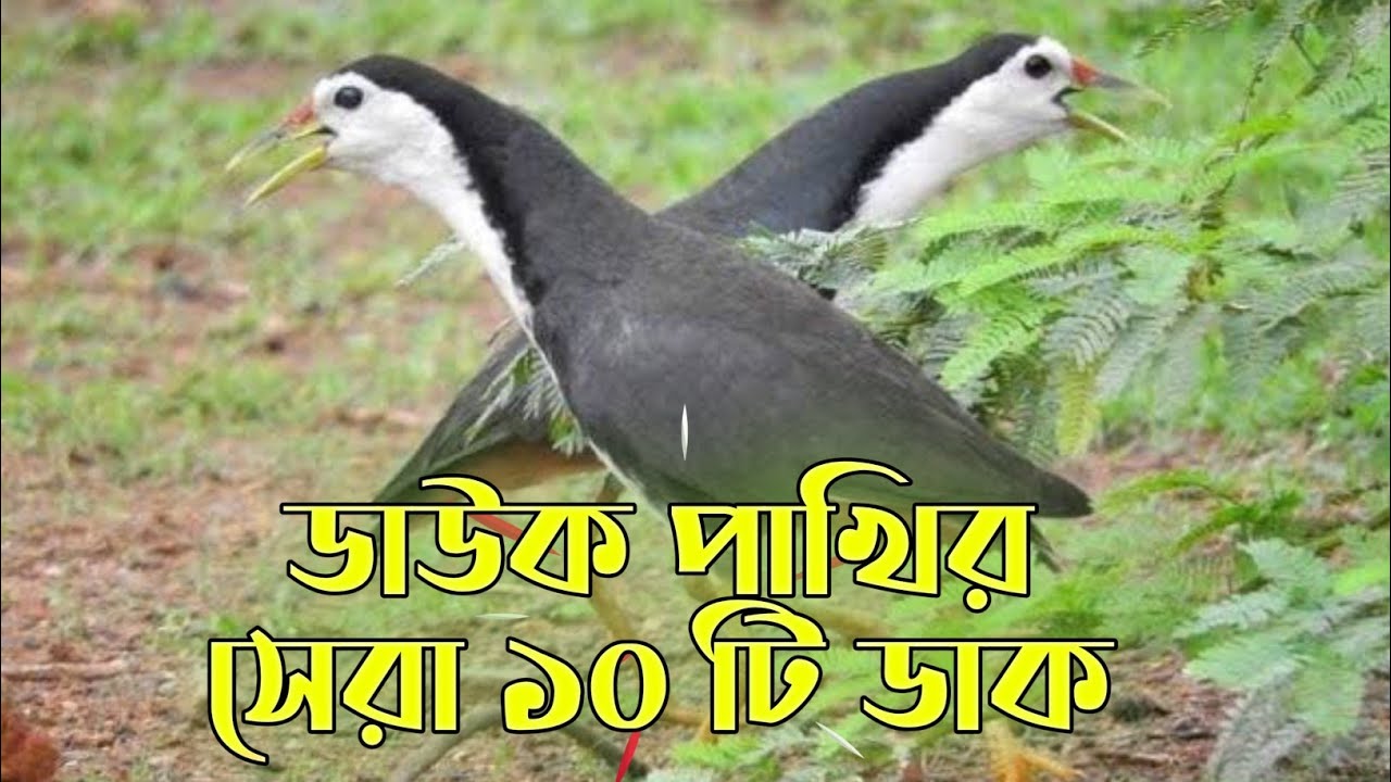 ডাউক পাখির ডাক। Waterhen Bird Call। পাখির ডাক দিয়ে পাখি শিকার।