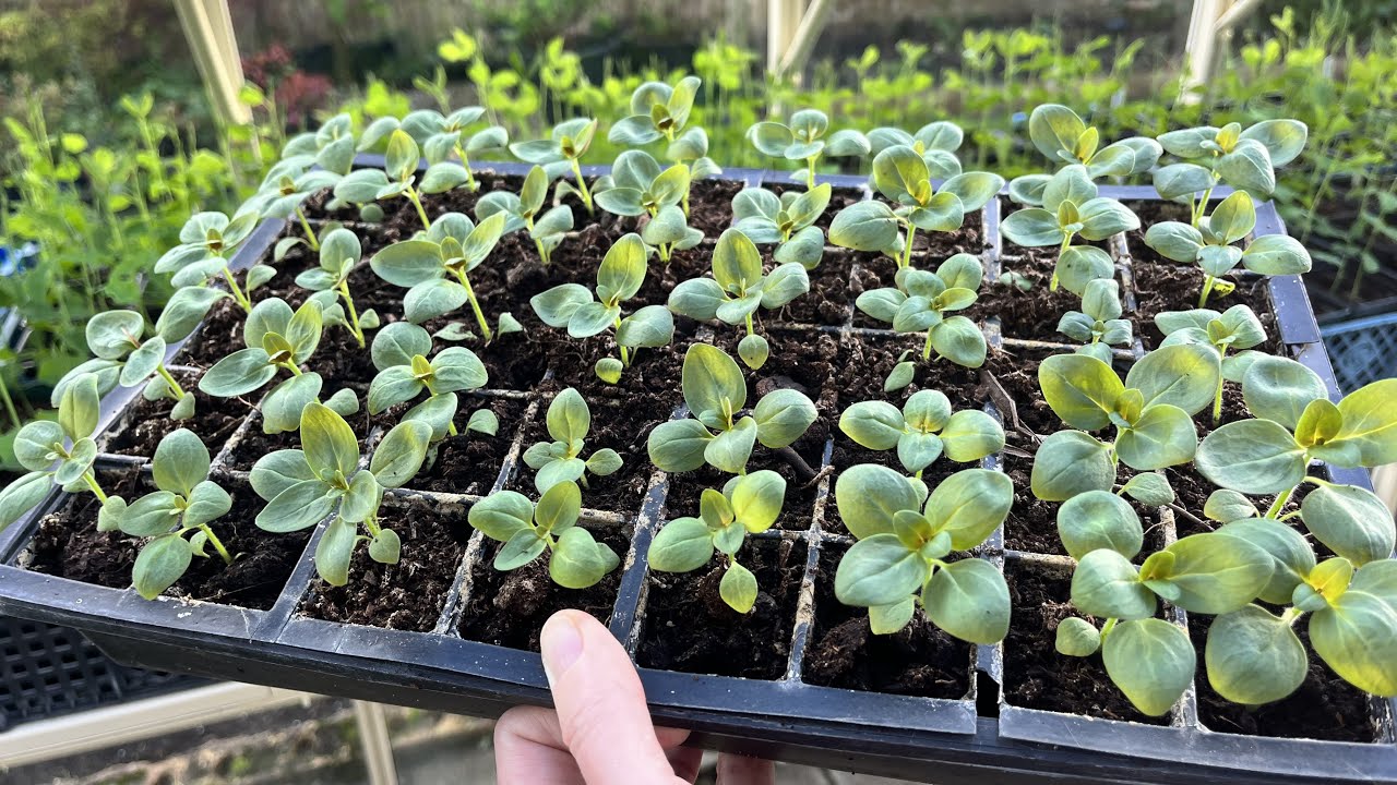 Pricking Out Snapdragon (Antirrhinum majus) seedlings
