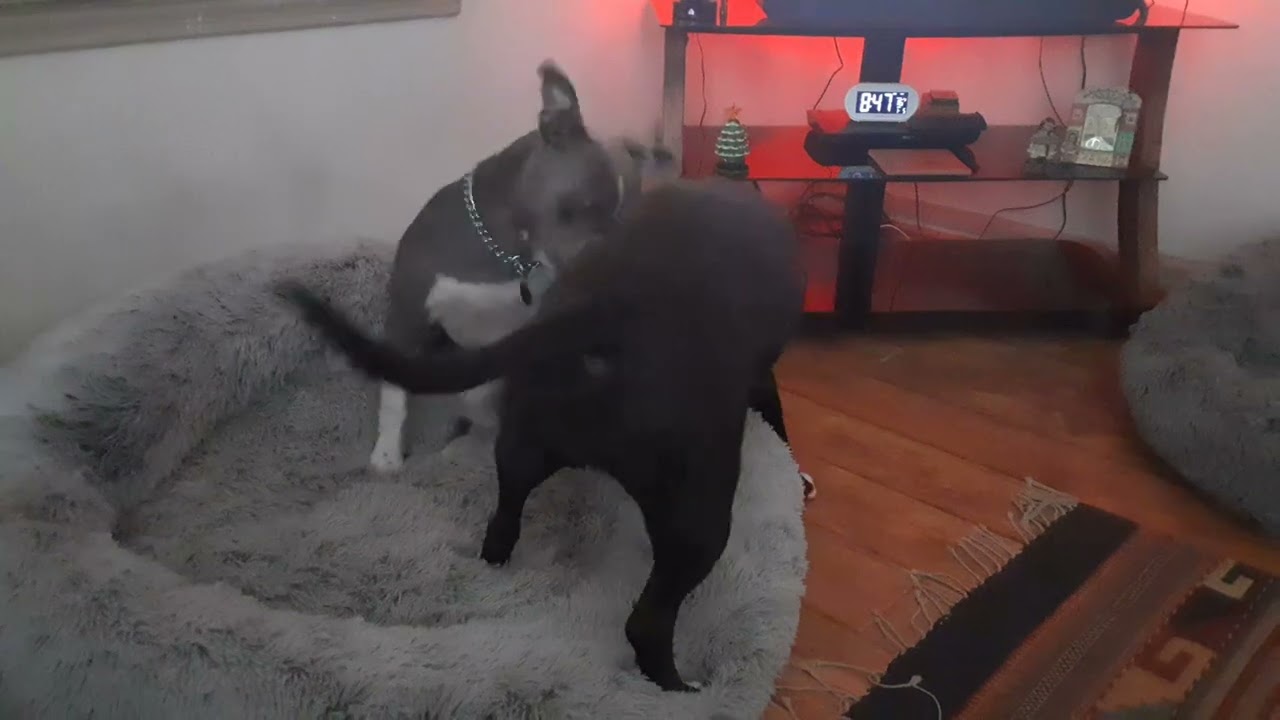 Gypsy n Raine ❤️🐾, Tom foolery after breakfast 