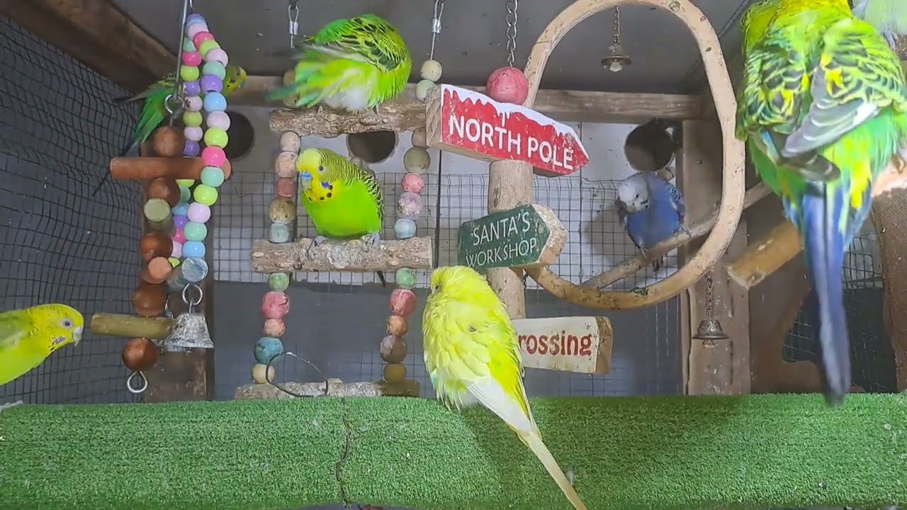“This parrot knows all the words 🗣️🦜 #BirdTok”