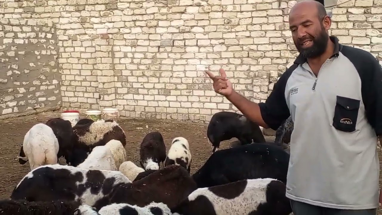 تجريع الاغنام للتخلص من الديدان الداخليه