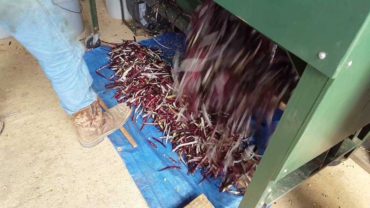 Pea Farm Harvest & Processing 11 July 2016