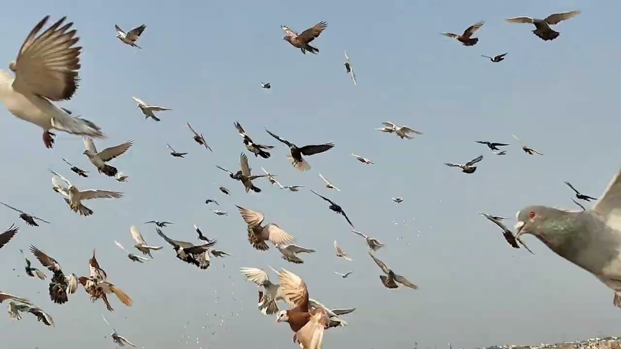 Indian Ustaad Lal sadar sahab Khalifa Firoz Khan Pathan Sahab bhai Hazi Umar Faruk Sahab 