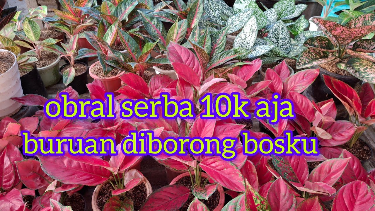 obral serba murah #tanaman hiaa.