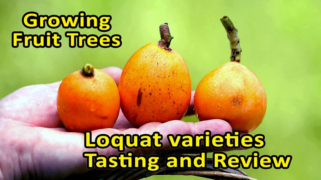 Growing Fruit Trees | Loquat tasting and cultivar review | 4 varieties ratings
