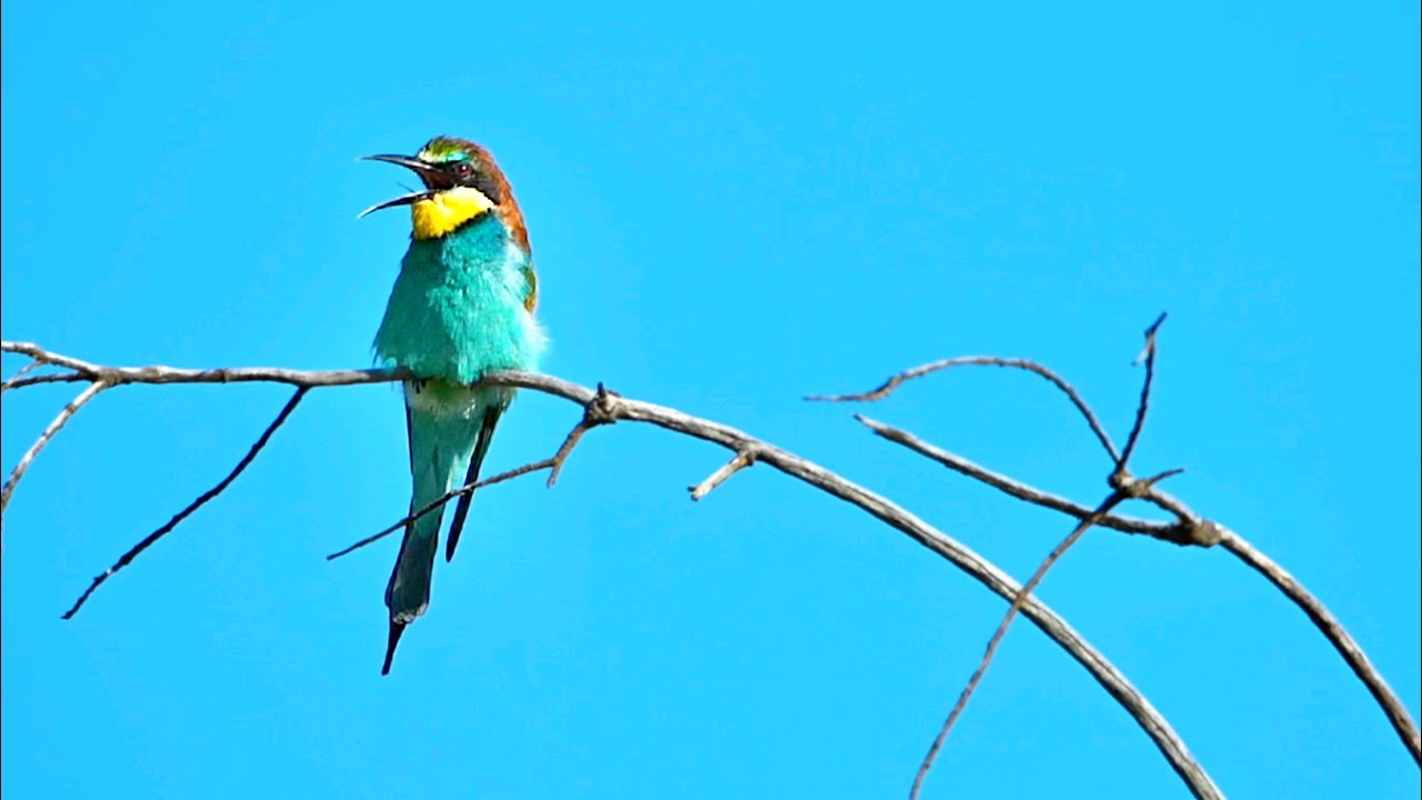 European bee eater regurgitates waste