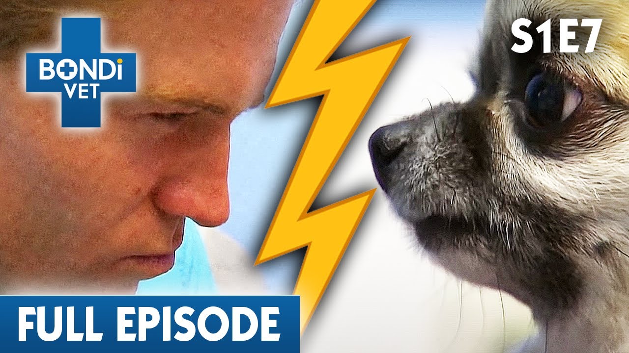 Dr Chris' Least Favourite Patient! 🥊  | Bondi Vet Season 1 Ep7 | Bondi Vet Full Episodes | Bondi Vet