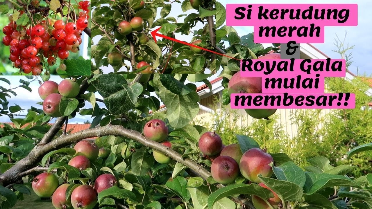 YAEEHH BENTAR LAGI PANEN!!PUNYA KEBUN HARUS RAJIN BERSIHIIN RUMPUT CUY!!