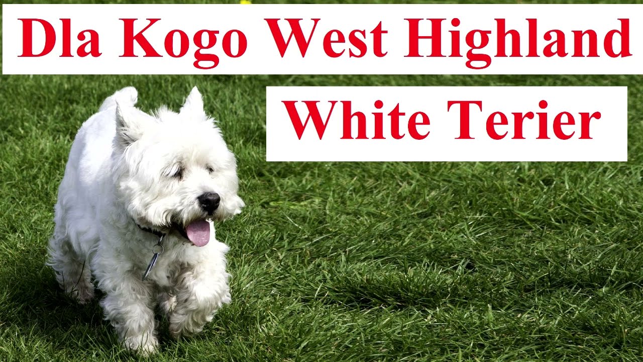 Dla Kogo West Highland White Terier