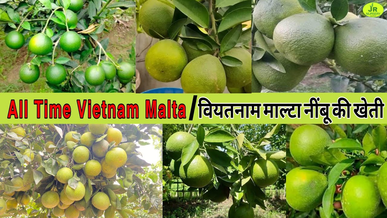 All Time Vietnam Malta Mosambi Farming  | Contact (7319025592) मोसंबी की खेती की जानकारी