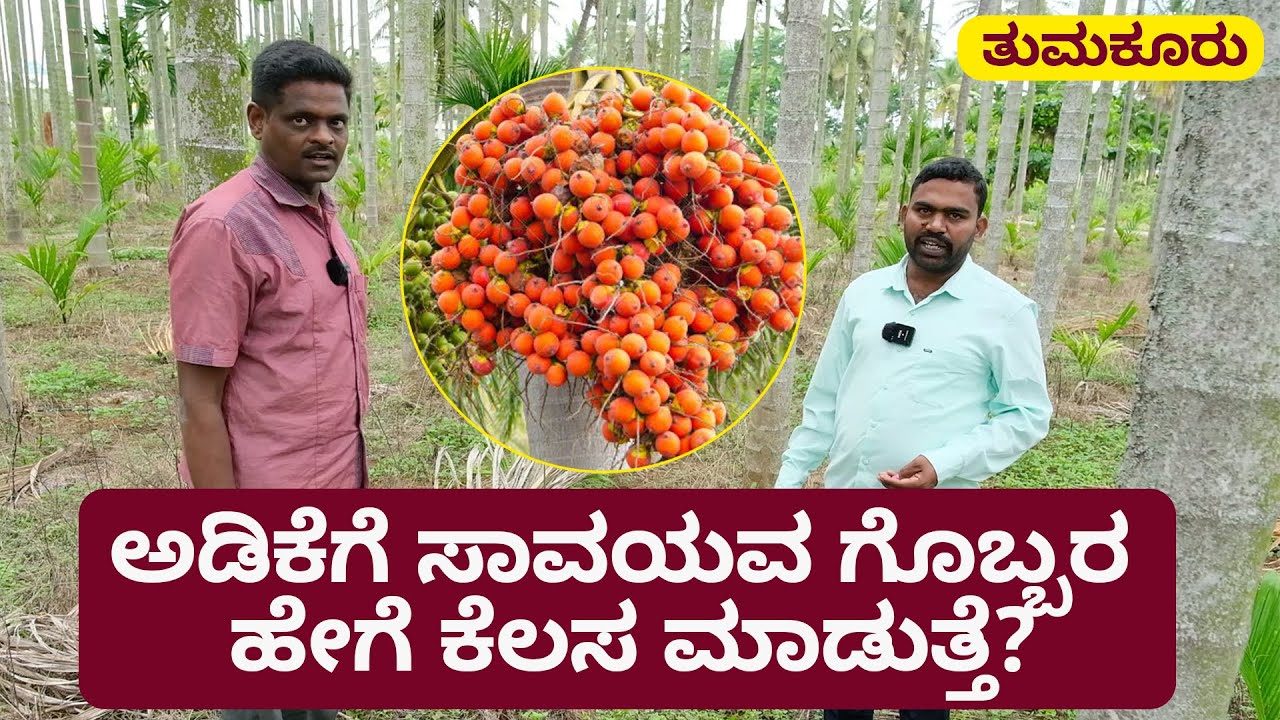 ಅಡಿಕೆಗೆ ಸಾವಯವ ಗೊಬ್ಬರ ಯಾಕೆ? | Harnessing the Potential of Organic Manure for Areca Health | Tumkur