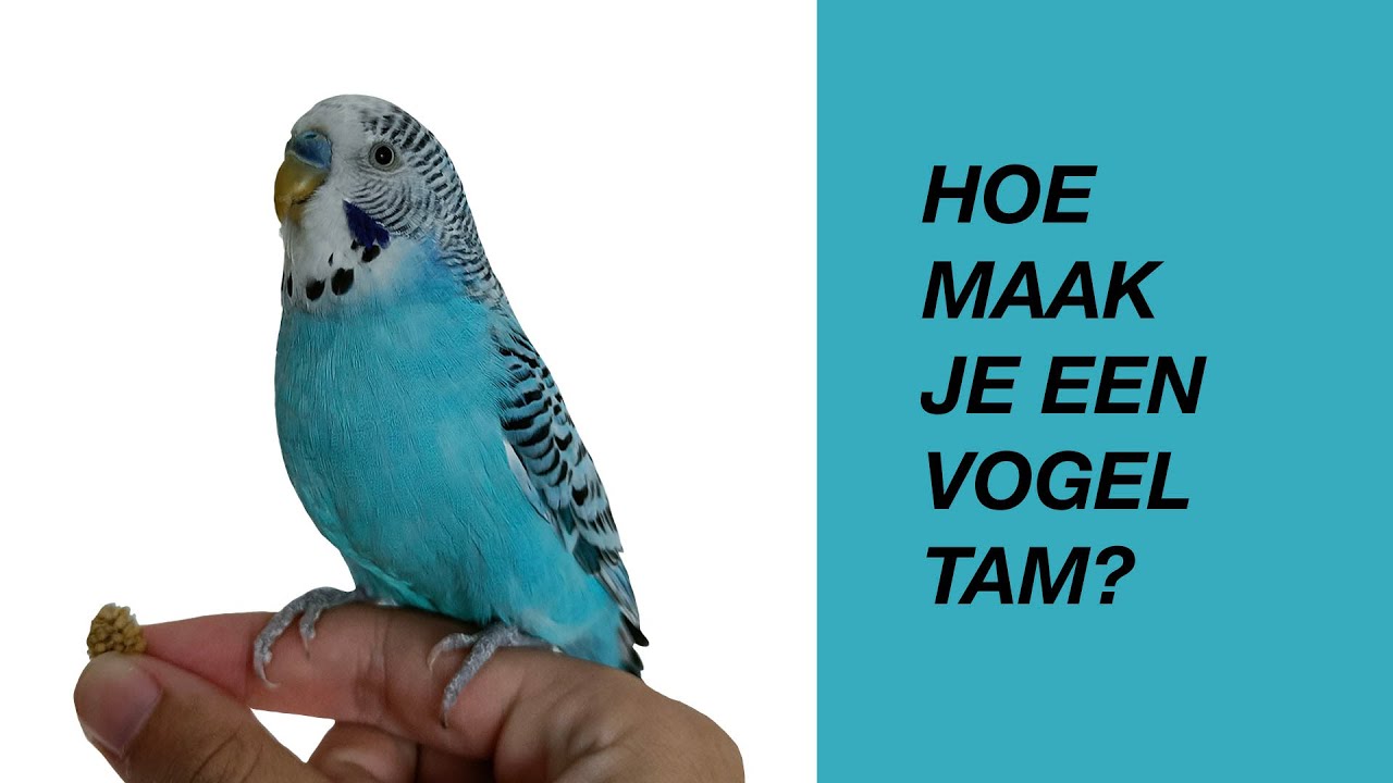 Een Vogel Tam Maken. Stap Voor Stap (parkiet, papegaai)